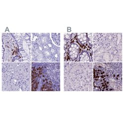 Invitrogen MZB1 Polyclonal Antibody 100 &mu;L; Unconjugated:Antibodies,