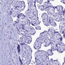 Invitrogen MZB1 Polyclonal Antibody 100 &mu;L; Unconjugated:Antibodies,