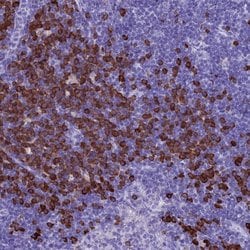 Invitrogen MZB1 Polyclonal Antibody 100 &mu;L; Unconjugated:Antibodies,