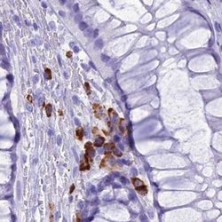 Invitrogen MZB1 Polyclonal Antibody 100 &mu;L; Unconjugated:Antibodies,
