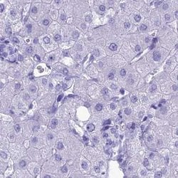 Invitrogen MZB1 Polyclonal Antibody 100 &mu;L; Unconjugated:Antibodies,