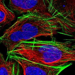 Invitrogen CLK4 Polyclonal Antibody 100 &mu;L; Unconjugated:Antibodies,