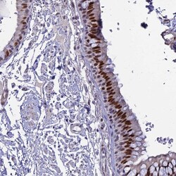 Invitrogen CLK4 Polyclonal Antibody 100 &mu;L; Unconjugated:Antibodies,
