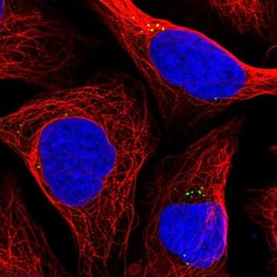 Invitrogen RANBP6 Polyclonal Antibody 100 &mu;L; Unconjugated:Antibodies,