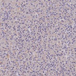 Invitrogen RANBP6 Polyclonal Antibody 100 &mu;L; Unconjugated:Antibodies,