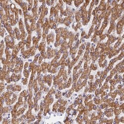Invitrogen RANBP6 Polyclonal Antibody 100 &mu;L; Unconjugated:Antibodies,