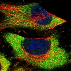 Invitrogen PRPS1 Polyclonal Antibody 100 &mu;L; Unconjugated:Antibodies,