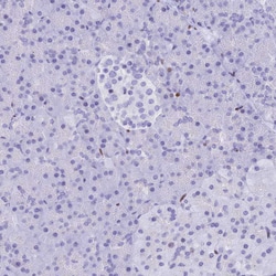 Invitrogen PRPS1 Polyclonal Antibody 100 &mu;L; Unconjugated:Antibodies,