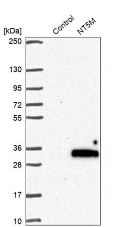 Invitrogen NT5M Polyclonal Antibody 100 &mu;L; Unconjugated:Antibodies,