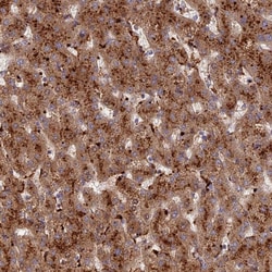 Invitrogen C5orf51 Polyclonal Antibody 100 &mu;L; Unconjugated:Antibodies,