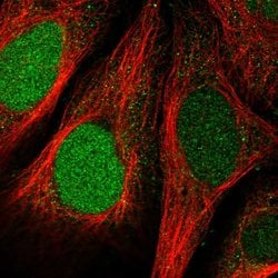 Invitrogen FAM64A Polyclonal Antibody 100 &mu;L; Unconjugated:Antibodies,