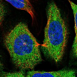 Invitrogen FAM151B Polyclonal Antibody 100 &mu;L; Unconjugated:Antibodies,