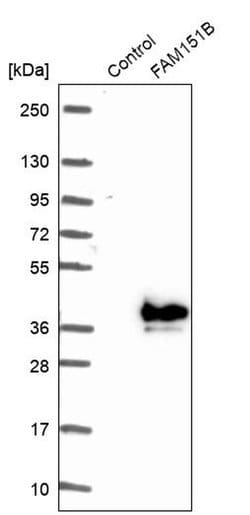 Invitrogen FAM151B Polyclonal Antibody 100 &mu;L; Unconjugated:Antibodies,