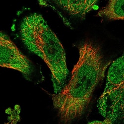 Invitrogen ZNF436 Polyclonal Antibody 100 &mu;L; Unconjugated:Antibodies,