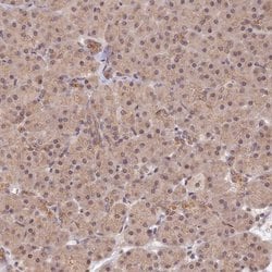 Invitrogen ZNF436 Polyclonal Antibody 100 &mu;L; Unconjugated:Antibodies,
