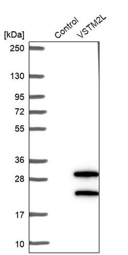Invitrogen VSTM2L Polyclonal Antibody 100 &mu;L; Unconjugated:Antibodies,
