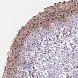 Invitrogen IEX-1 Polyclonal Antibody 100 &mu;L; Unconjugated:Antibodies,