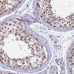 Invitrogen SRSF7 Polyclonal Antibody 100 &mu;L; Unconjugated:Antibodies,