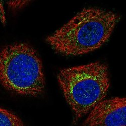 Invitrogen PCED1B Polyclonal Antibody 100 &mu;L; Unconjugated:Antibodies,