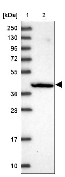 Invitrogen PCED1B Polyclonal Antibody 100 &mu;L; Unconjugated:Antibodies,