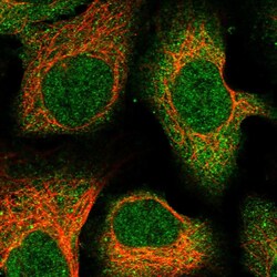 Invitrogen C12orf60 Polyclonal Antibody 100 &mu;L; Unconjugated:Antibodies,