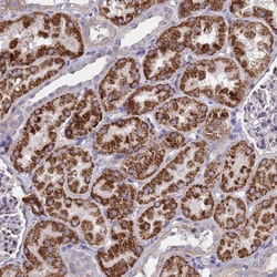 Invitrogen GCP3 Polyclonal Antibody 100 &mu;L; Unconjugated:Antibodies,