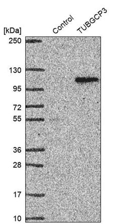 Invitrogen GCP3 Polyclonal Antibody 100 &mu;L; Unconjugated:Antibodies,