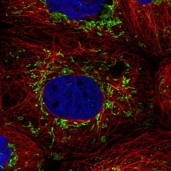 Invitrogen PTPMT1 Polyclonal Antibody 100 &mu;L; Unconjugated:Antibodies,