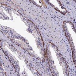 Invitrogen ZIP13 Polyclonal Antibody 100 &mu;L; Unconjugated:Antibodies,