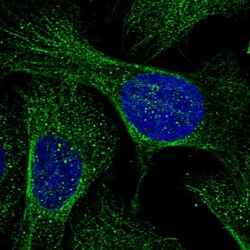 Invitrogen RHBDD3 Polyclonal Antibody 100 &mu;L; Unconjugated:Antibodies,
