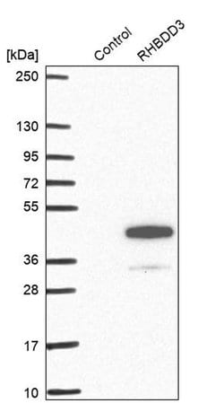 Invitrogen RHBDD3 Polyclonal Antibody 100 &mu;L; Unconjugated:Antibodies,