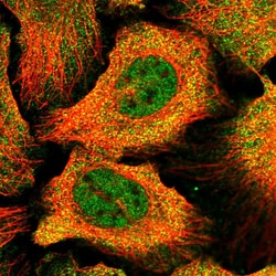Invitrogen DBNDD2 Polyclonal Antibody 100 &mu;L; Unconjugated:Antibodies,