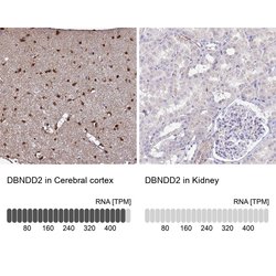 Invitrogen DBNDD2 Polyclonal Antibody 100 &mu;L; Unconjugated:Antibodies,