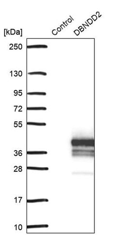 Invitrogen DBNDD2 Polyclonal Antibody 100 &mu;L; Unconjugated:Antibodies,