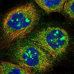 Invitrogen SOGA1 Polyclonal Antibody 100 &mu;L; Unconjugated:Antibodies,