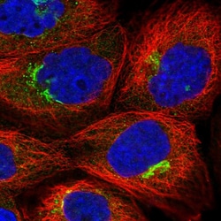 Invitrogen ZNF564 Polyclonal Antibody 100 &mu;L; Unconjugated:Antibodies,