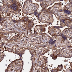Invitrogen WWC2 Polyclonal Antibody 100 &mu;L; Unconjugated:Antibodies,
