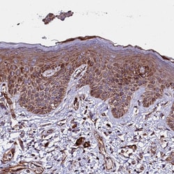 Invitrogen WWC2 Polyclonal Antibody 100 &mu;L; Unconjugated:Antibodies,