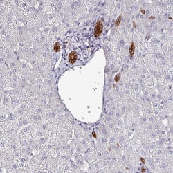 Invitrogen POLR2J Polyclonal Antibody 100 &mu;L; Unconjugated:Antibodies,