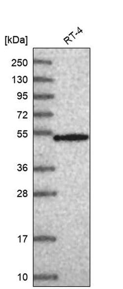 Invitrogen RNPS1 Polyclonal Antibody 100 &mu;L | Buy Online | Invitrogen&trade; | Fisher Scientific