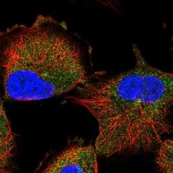 Invitrogen RABL6 Polyclonal Antibody 100 &mu;L; Unconjugated:Antibodies,