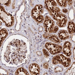 Invitrogen CPSF4L Polyclonal Antibody 100 &mu;L; Unconjugated:Antibodies,