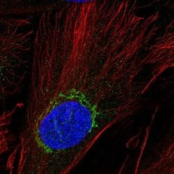 Invitrogen ADAMTSL5 Polyclonal Antibody 100 &mu;L; Unconjugated:Antibodies,