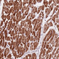 Invitrogen ART5 Polyclonal Antibody 100 &mu;L; Unconjugated:Antibodies,