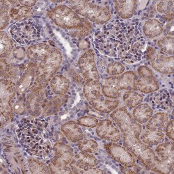 Invitrogen FBRS Polyclonal Antibody 100 &mu;L; Unconjugated:Antibodies,