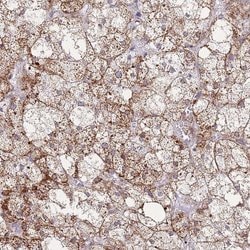 Invitrogen MOB4 Polyclonal Antibody 100 &mu;L; Unconjugated:Antibodies,