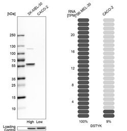 Invitrogen RIPK5 Polyclonal Antibody 100 &mu;L; Unconjugated:Antibodies,