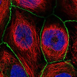 Invitrogen WDPCP Polyclonal Antibody 100 &mu;L; Unconjugated:Antibodies,