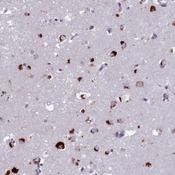 Invitrogen WDPCP Polyclonal Antibody 100 &mu;L; Unconjugated:Antibodies,