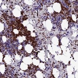 Invitrogen MFSD2B Polyclonal Antibody 100 &mu;L; Unconjugated:Antibodies,